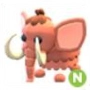 pet