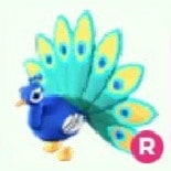 pet